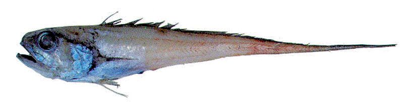 Bathygadus melanobranchus_00123